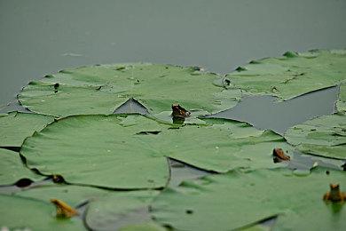 《小丑牌》作者：明年准备进行一些扩展 但不会改变